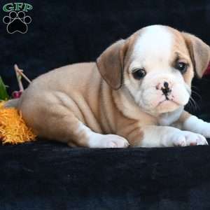 Oliver, Miniature Bulldog Puppy